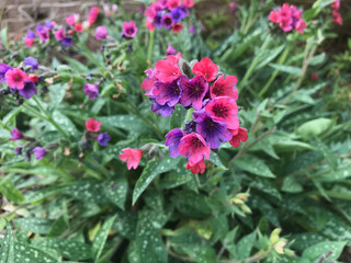 Pink and purple flowers in the garden