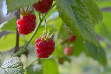 ripe raspberry on a branch