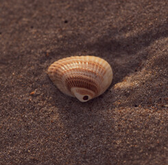 Shell in the Sand