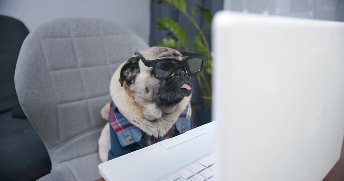 Portrait of funny pug dog dressed in shirt and glasses. Successful freelance programmer. Looking at camera, making online video call or recording vlog to webcam. Pug dog with pretty face.