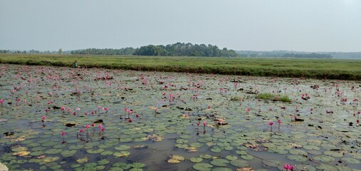 river full of water lilies