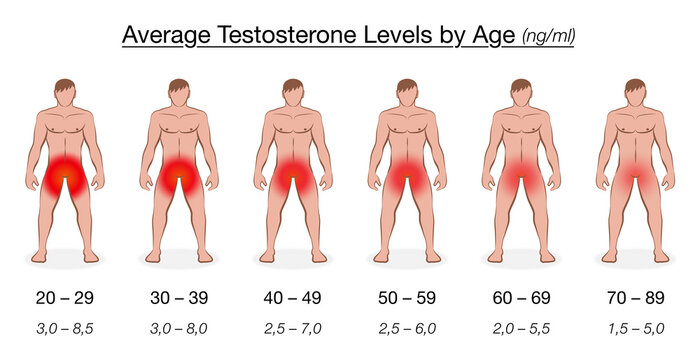 Testosterone level chart with age and decreasing average values in ng/ml, nanogram per milliliter. Naked men with red colored genital regions. Vector illustration.
