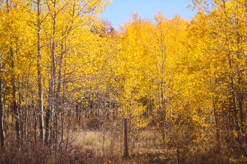 autumn in the forest