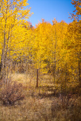 Fototapeta premium autumn in the forest