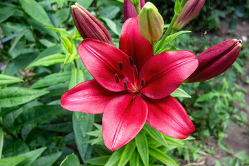 beautiful red lily in mom’s garden