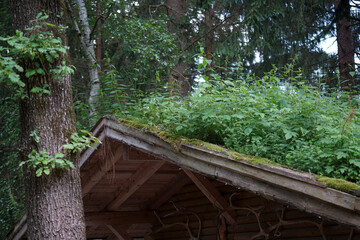 Roofing with is overgrown with moss and other plants