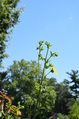 Obraz premium Yellow flowers stand tall in the garden