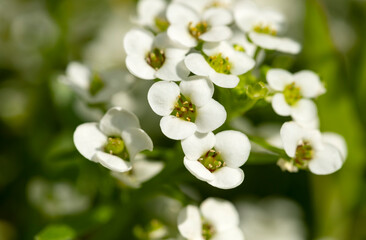 Extreme Closeup of White Alyssum Bedding Flowers
