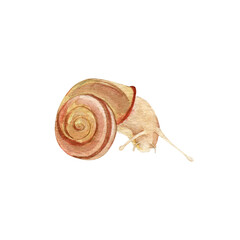 Hand painted watercolor colorful isolated snail clpart