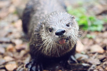Female River Otter