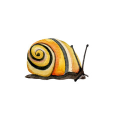 Hand painted watercolor colorful isolated snail clpart