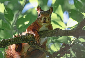 Neugierig schauendes Eichhörnchen im Baum