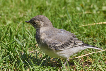 Obraz premium Wagtail chick crawled out of the shelter and walks along the garden path.