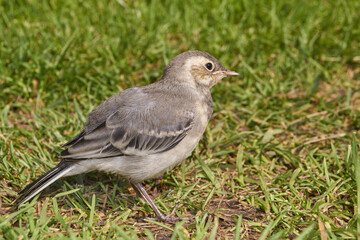 Wagtail chick crawled out of the shelter and walks along the garden path.