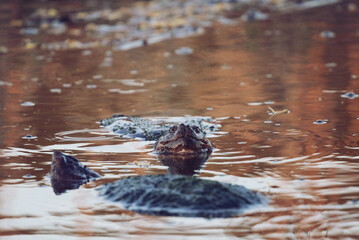 Snapping Turtles in a Pond