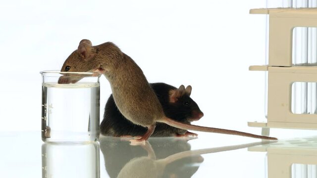 Laboratory mice with white background normal speed