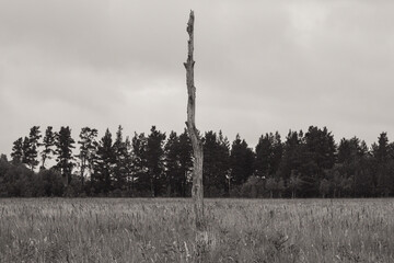 trees in the forest