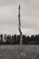 tree in the woods