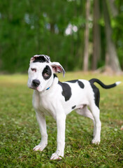 A black and white spotted puppy with floppy ears