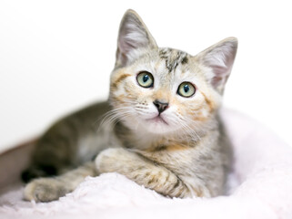 Naklejka na ściany i meble A calico tabby shorthair kitten in a relaxed position