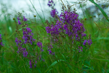 lavender flowers in the field