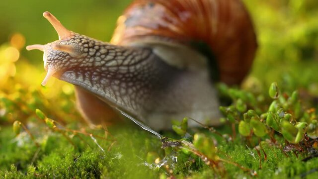 A snail creeps on moss.