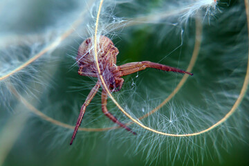 spider on a leaf