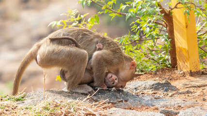 clever thirsty monkey licking water or food nature.Green background