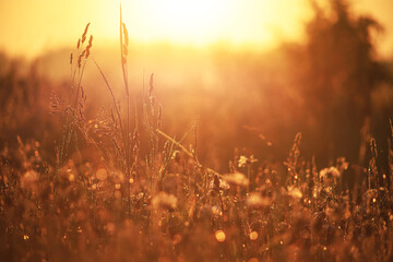 Fresh green grass with dew drops in the sunset golden soft sunshine. Summer nature background. Grass at dawn. Golden hour.