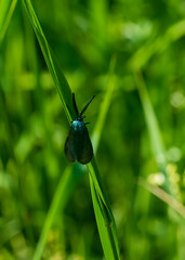 dragonfly on a green leaf