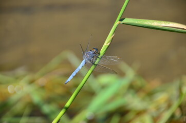 Libelle am Gras