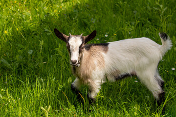 Small brown and white domestic goat