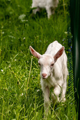 Small domestic goat grazing, close up	