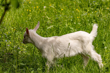 Small white domestic goat grazing, close up	