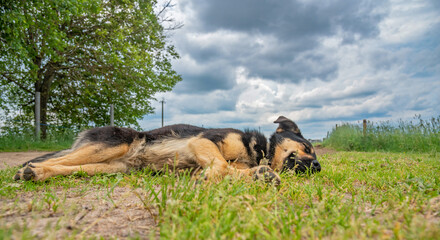Fototapeta premium The village dog lies in the field. Photographed close-up.
