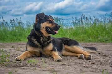The village dog lies in the field. Photographed close-up.