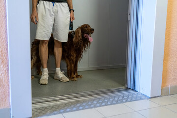 The dog with the owner in Classic elevator © Alex