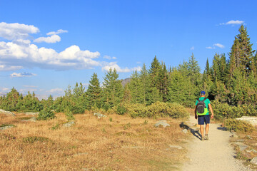 Fototapeta na wymiar Backpacker / man hiker walking on the trail /path towards the green pine forest. Social distance activity during Covid 19 pandemic. Blue sky in the background.