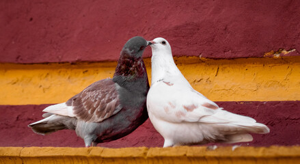 two pigeons in love