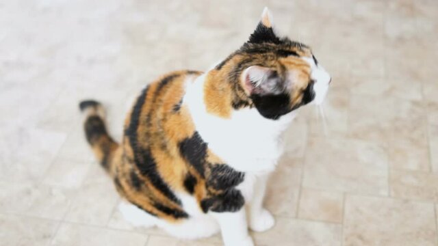 Hungry calico cat standing up on hind legs asking begging for treat, paws up, adorable cute big eyes for food in kitchen floor by cabinets, intelligent doing trick