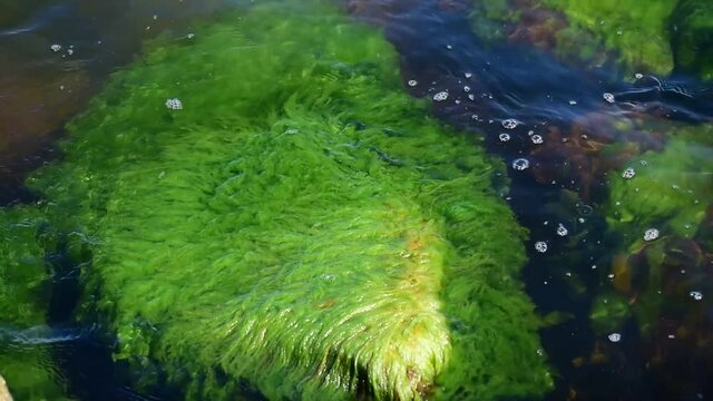 Green algae that cause movement in the sea on the Swedish Baltic Sea on a sunny day in Sweden