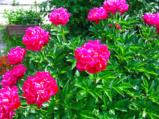 bright beautiful crimson peonies bloom in the garden on a Bush