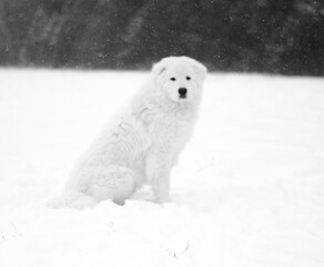 white dog in snow