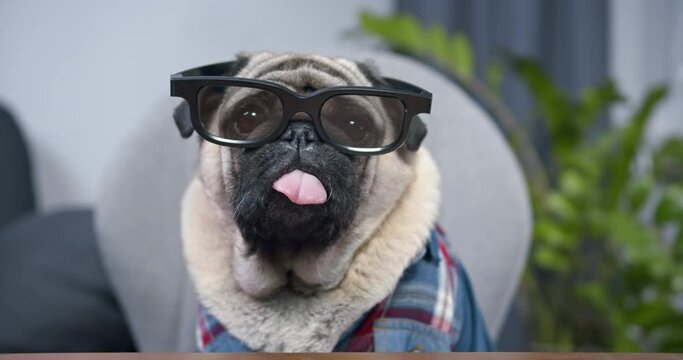 Pug dog speaker businessman making conference video call for job interview, business coach looking at camera recording vlog webinar, webcam online training, e-coaching, consulting client online