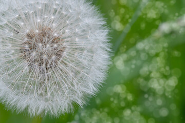 White dandelion flower close-up on a natural green background. Allergen plant.
