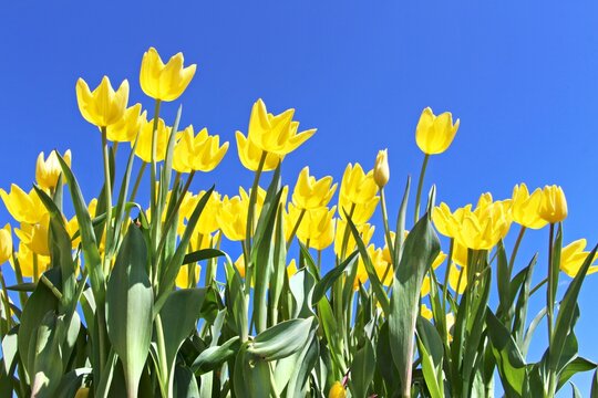 Spring season - The close up view on bunch / group of colorful bright yellow tulips in full bloom. Blue sky in the background.