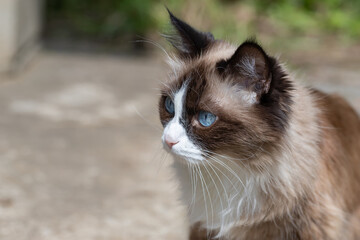 A fluffy cat with blue eyes walks among the grass with an expression of curiosity. Pets and lifestyle concept.