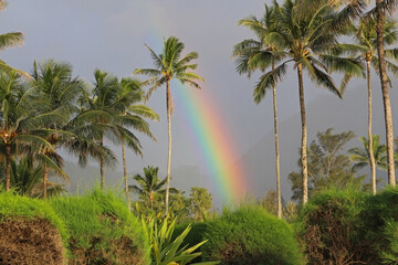 Beautiful colorful rainbow appeared right after the rain beside palm trees on the Hawaii Island....
