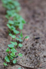 Close-up of salad microgreens, green leaves and stems. Sprouting Microgreens. Seed Germination at home.