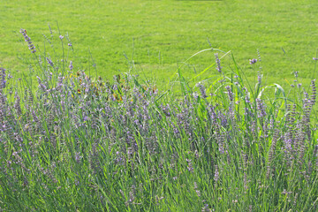 Herbal garden - purple French lavender with the green lawn in the background.